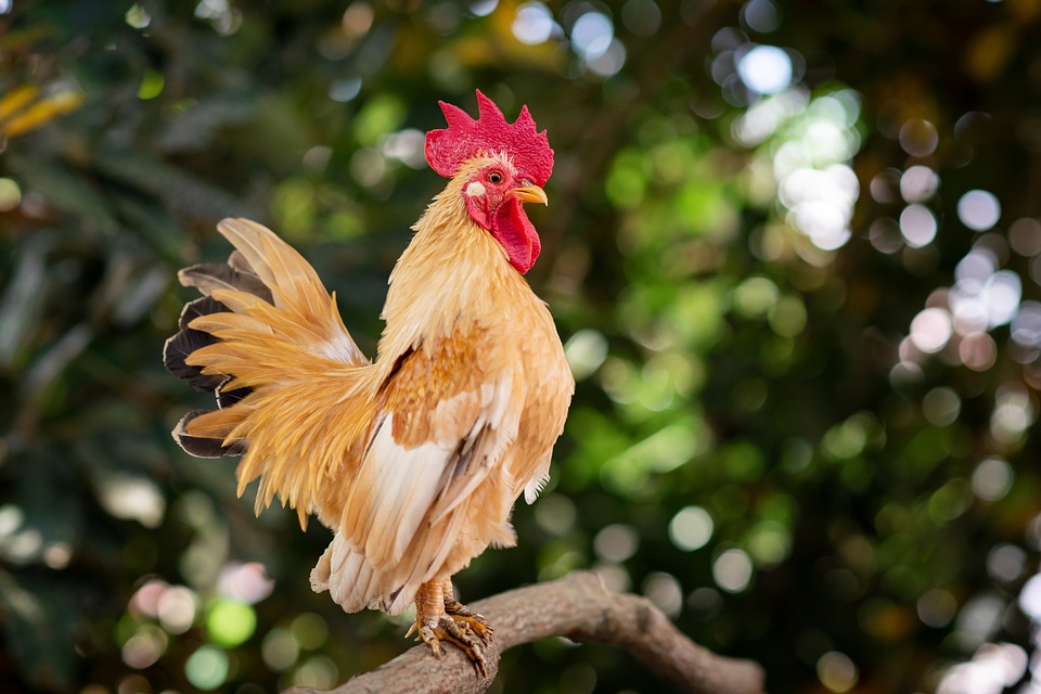 Understanding the Basics of Poultry Farming: Key Considerations