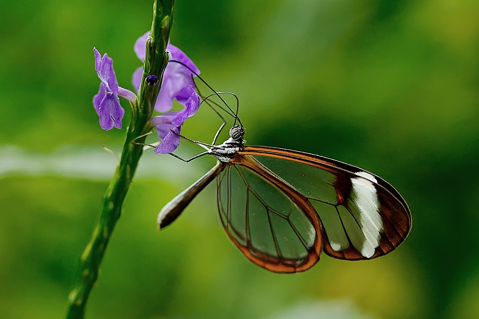 Exploring the Enigmatic World of Exotic Animals