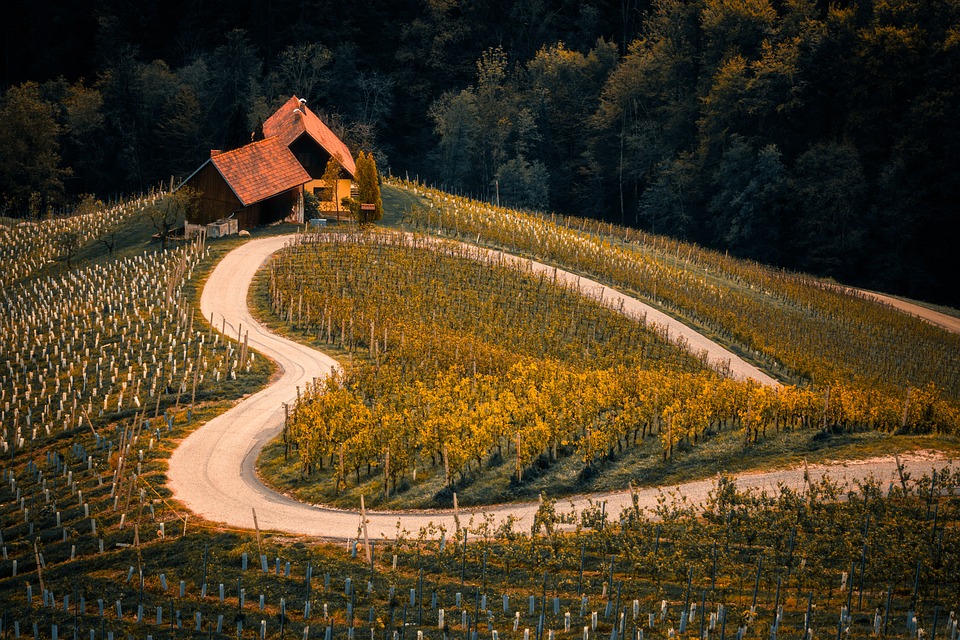 The Farm-to-Table Movement: Bringing Fresh Food Back to the Table